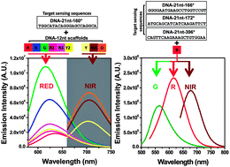 Graphical abstract: In-solution multiplex miRNA detection using DNA-templated silver nanocluster probes