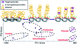 Graphical abstract: Development of a single aptamer-based surface enhanced Raman scattering method for rapid detection of multiple pesticides