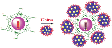 Graphical abstract: T7 bacteriophage induced changes of gold nanoparticle morphology: biopolymer capped gold nanoparticles as versatile probes for sensitive plasmonic biosensors