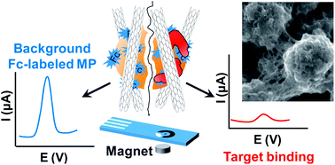 Graphical abstract: Electrochemical biosensing of non-electroactive targets using ferrocene-labeled magnetic particles and CNT wiring