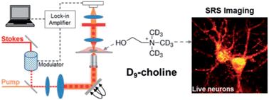 Graphical abstract: Live-cell vibrational imaging of choline metabolites by stimulated Raman scattering coupled with isotope-based metabolic labeling