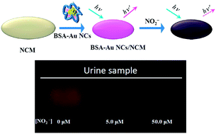 Graphical abstract: Nitrite ion-induced fluorescence quenching of luminescent BSA-Au25 nanoclusters: mechanism and application