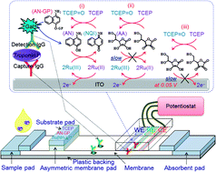 Graphical abstract: An interference-free and rapid electrochemical lateral-flow immunoassay for one-step ultrasensitive detection with serum