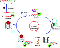 Graphical abstract: A label-free fluorescence assay for thrombin based on aptamer exonuclease protection and exonuclease III-assisted recycling amplification-responsive cascade zinc(ii)-protoporphyrin IX/G-quadruplex supramolecular fluorescent labels