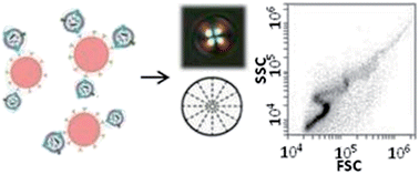 Graphical abstract: Liquid crystal droplet-based amplification of microvesicles that are shed by mammalian cells