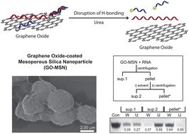 Graphical abstract: Desorption of single-stranded nucleic acids from graphene oxide by disruption of hydrogen bonding