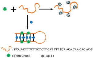 Graphical abstract: Highly sensitive and selective detection of silver(i) in aqueous solution with silver(i)-specific DNA and Sybr green I