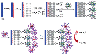 Graphical abstract: An ultrasensitive electrochemical immunosensor platform with double signal amplification for indole-3-acetic acid determinations in plant seeds