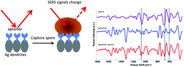 Graphical abstract: Concentration, detection and discrimination of Bacillus anthracis spores in orange juice using aptamer based surface enhanced Raman spectroscopy