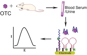 Graphical abstract: An electrochemical biosensor for the direct detection of oxytetracycline in mouse blood serum and urine