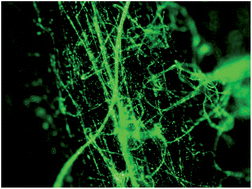 Graphical abstract: Cell electrospinning: a novel tool for functionalising fibres, scaffolds and membranes with living cells and other advanced materials for regenerative biology and medicine