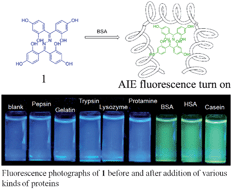 Graphical abstract: A ratiometric fluorescent probe for hydrophobic proteins in aqueous solution based on aggregation-induced emission