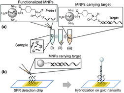 Graphical abstract: Magnetic nanoparticle-enhanced SPR on gold nanoslits for ultra-sensitive, label-free detection of nucleic acid biomarkers