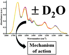 Graphical abstract: Incorporation of deuterium oxide in MCF-7 cells to shed further mechanistic insights into benzo[a]pyrene-induced low-dose effects discriminated by ATR-FTIR spectroscopy