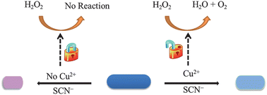 Graphical abstract: Label-free colorimetric sensing of copper(ii) ions based on accelerating decomposition of H2O2 using gold nanorods as an indicator