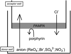Graphical abstract: Study of receptor mediated selective anion transmembrane transport using parallel artificial membrane permeability assay