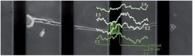 Graphical abstract: A planar microelectrode array for simultaneous detection of electrically evoked dopamine release from distinct locations of a single isolated neuron