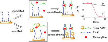 Graphical abstract: A theophylline quartz crystal microbalance biosensor based on recognition of RNA aptamer and amplification of signal