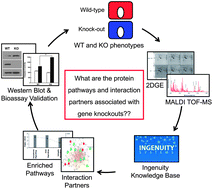 Graphical abstract: Differential proteomic analysis of caveolin-1 KO cells reveals Sh2b3 and Clec12b as novel interaction partners of caveolin-1 and Capns1 as a potential mediator of caveolin-1-induced apoptosis