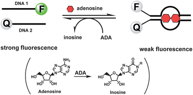 Graphical abstract: Fluorescence sensing of adenosine deaminase based on adenosine induced self-assembly of aptamer structures