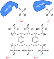 Graphical abstract: A new type of metal chelate affinity chromatography using trivalent lanthanide ions for phosphopeptide enrichment