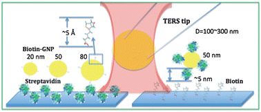 Graphical abstract: The chemical origin of enhanced signals from tip-enhanced Raman detection of functionalized nanoparticles