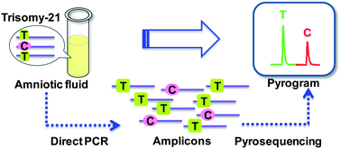 Graphical abstract: Prenatal diagnosis of trisomy 21 by quantitatively pyrosequencing heterozygotes using amniotic fluid as starting material of PCR