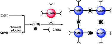 Graphical abstract: Colorimetric speciation of Cr(iii) and Cr(vi) with a gold nanoparticle probe