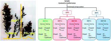 Graphical abstract: Effects of sample processing on arsenic speciation in marine macroalgae