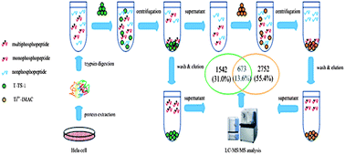 Graphical abstract: High specific phosphopeptides enrichment by titanium silicalite with post-treatment of desilication