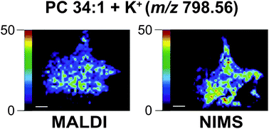 Graphical abstract: Comparison of NIMS and MALDI platforms for neuropeptide and lipid mass spectrometric imaging in C. borealis brain tissue