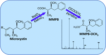 Graphical abstract: Sensitive determination of total microcystins with GC-MS method by using methylchloroformate as a derivatizing reagent