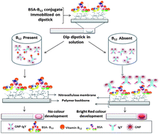 Graphical abstract: Immunodipstick based gold nanosensor for vitamin B12 in fruit and energy drinks