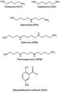 Graphical abstract: Determination of polyamines in Arabidopsis thaliana by capillary electrophoresis using salicylaldehyde-5-sulfonate as a derivatizing reagent