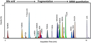 Graphical abstract: Quantification of multiple bile acids in uninephrectomized rats using ultra-performance liquid chromatography-tandem mass spectrometry