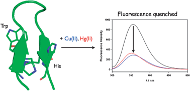 Graphical abstract: Highly selective and water-soluble peptidyl chemosensors for copper(ii) and mercury(ii) ions based on a β-hairpin structure