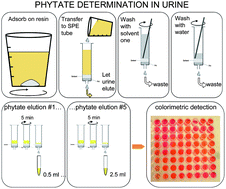 Graphical abstract: A novel metal–dye system for urinary phytate detection at micro-molar levels in rats