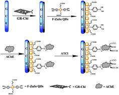 Graphical abstract: Quantum dot immobilized acetylcholinesterase for the determination of organophosphate pesticides using graphene-chitosan nanocomposite modified electrode