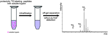 Graphical abstract: Ultrafiltration to remove trypsin for suppressing the back-exchange of 18O labeling