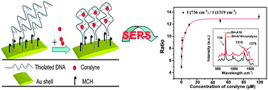 Graphical abstract: Label-free selective detection of coralyne due to aptamer–coralyne interaction using DNA modified SiO2@Au core–shell nanoparticles as an effective SERS substrate