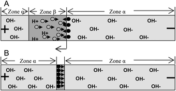 Graphical abstract: Sensitive determination of illegal drugs of clenbuterol and salbutamol in swine urine by capillary electrophoresis with on-line stacking based on the moving reaction boundary