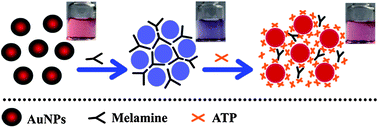 Graphical abstract: Responsive disassembly of the gold nanoparticle aggregates triggered by the competitive adsorption for lighting up the colorimetric sensing