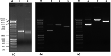 Graphical abstract: Affinity analysis between immobilized l-arginine and plasmid isoforms provided by surface plasmon resonance