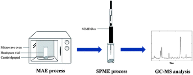 Graphical abstract: Development of microwave-assisted headspace solid-phase microextraction followed by gas chromatography-mass spectrometry for the analysis of phenol in a cigarette pad
