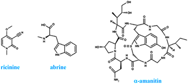 Graphical abstract: Stability of ricinine, abrine, and alpha-amanitin in finished tap water