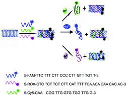 Graphical abstract: Aptamer biosensing platform based on carbon nanotube long-range energy transfer for sensitive, selective and multicolor fluorescent heavy metal ion analysis