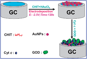 Graphical abstract: A glucose biosensor based on cytochrome c and glucose oxidase co-entrapped in chitosan–gold nanoparticles modified electrode