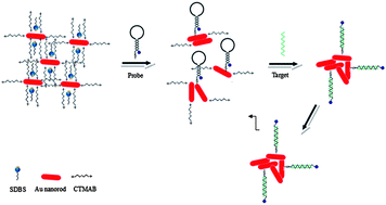 Graphical abstract: Resonance light scattering method for the detection of peanut allergen-Ara h 1 using gold nanorods prepared by improved synthesis through the use of a sodium dodecyl benzene sulfonate additive