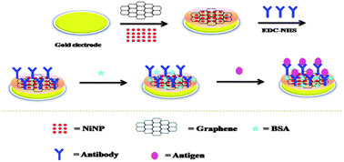 Graphical abstract: Label-free electrochemical immunosensors for the detection of zeranol using graphene sheets and nickel hexacyanoferrate nanocomposites