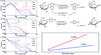 Graphical abstract: Two glycosidases as label enzymes for concurrent enzyme-linked-immunosorbent-assay of two components via spectrophotometric-dual-enzyme-simultaneous-assay in one solution